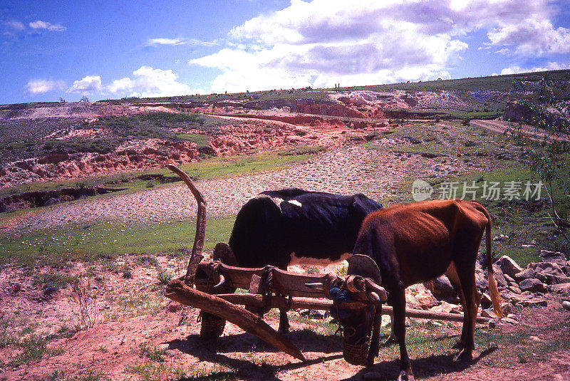 在Asunción Nochixtlán瓦哈卡附近被侵蚀的陡坡上工作的一队公牛